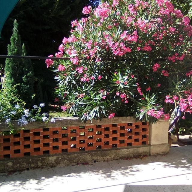 Le Petit Palais Maisonnette Lejlighedshotel Avignon Eksteriør billede